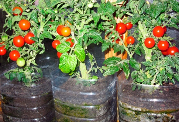 tomates embotellados en el balcón