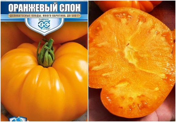 variétés de tomates éléphant orange