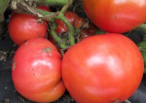 Caractéristiques et description de la variété de tomate Sugar Bison ou Leader of the Redskins, son rendement