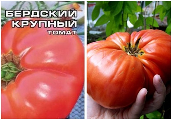 tomato seeds berdsky