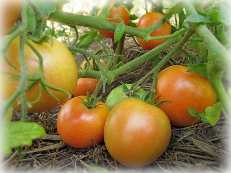 Tomate d'automne de Leningrad