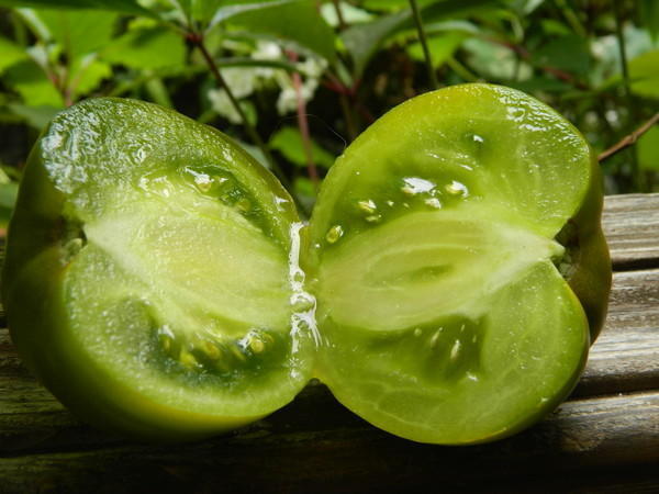 variedad de tomate esmeralda