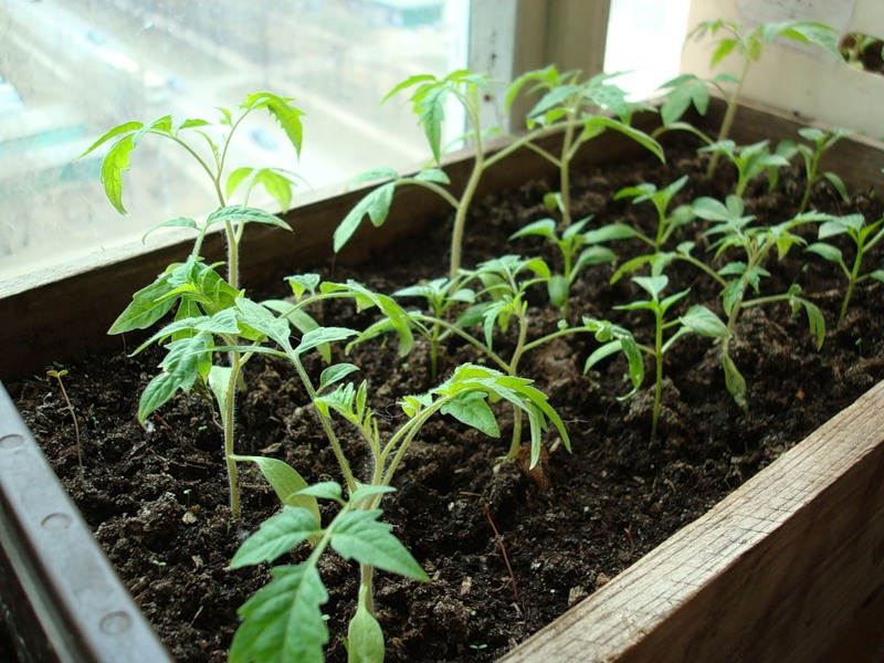 plántulas de tomate en el balcón