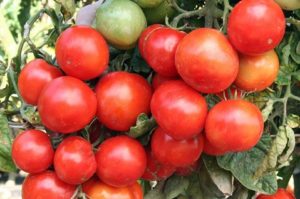 Ciri dan keterangan mengenai varieti tomato awal Ural, ketinggian tanaman