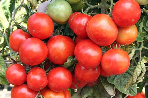 Les buissons de tomates Ural au début