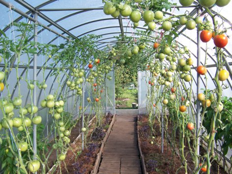 tomatoes in the greenhouse