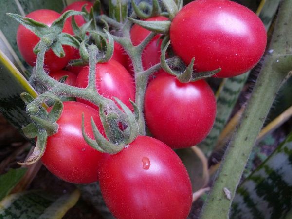 rookie tomato merah jambu