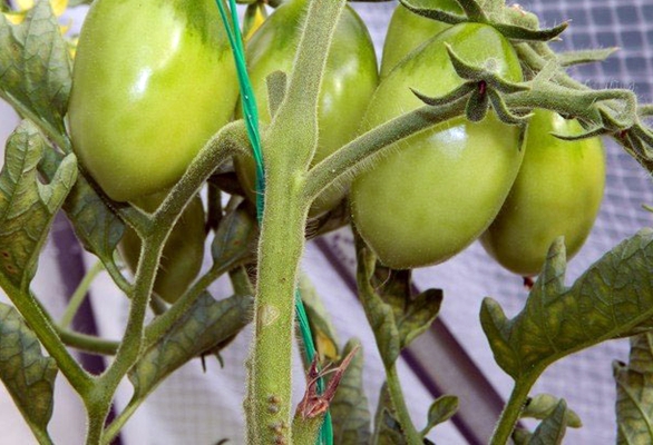 tomato matryoshka