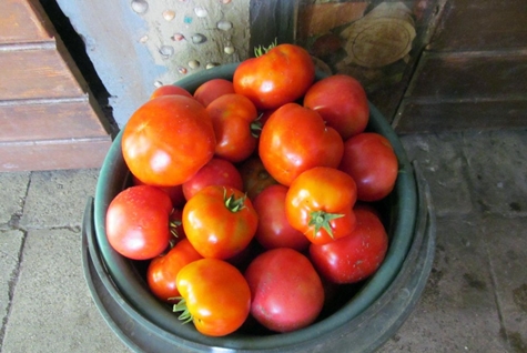 penuaian tomato keluarga