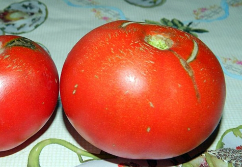 marisha de tomate en la mesa