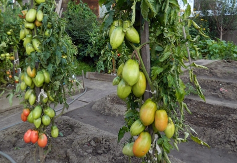 tomato podsinskoe keajaiban di ladang terbuka