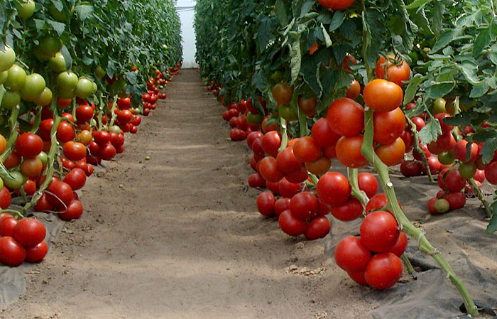 tomatoes in the greenhouse