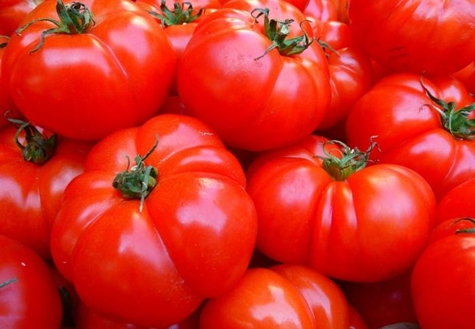 penampilan tomato Sibiryak