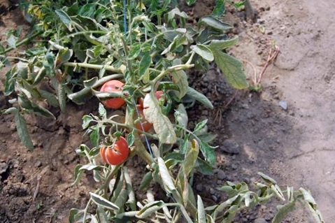 buissons de tomates fusarium