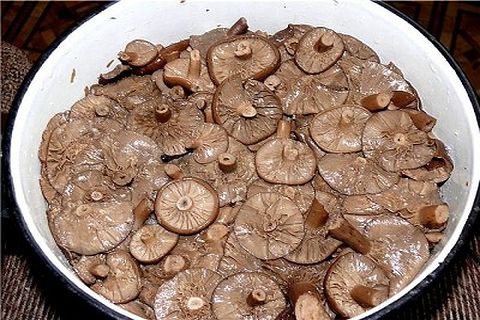 mushrooms in water