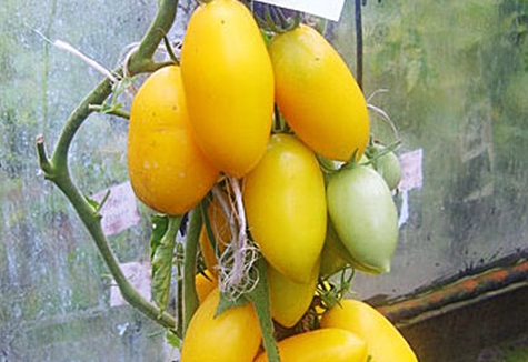 buissons de tomates Goldfish