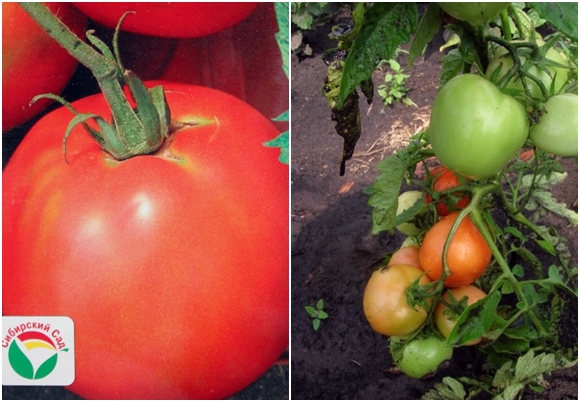 semillas de tomate zenechka