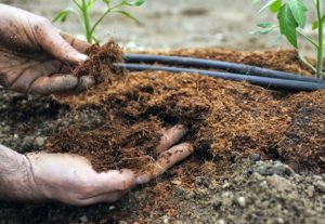 ¿Qué fertilizantes alimentar a los tomates después de plantarlos en campo abierto?