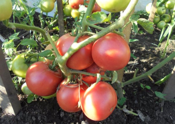 milagro de tomates y frambuesas