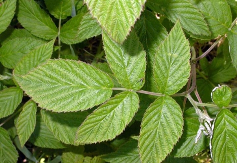 hojas de frambuesa