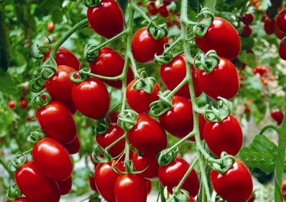 cherry tomato bushes strawberry