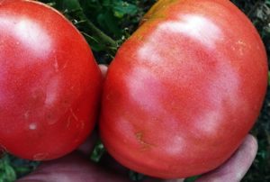 Ciri-ciri dan penerangan mengenai varieti tomato King of Giants, hasilnya