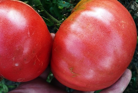 menuai tomato Raja Raksasa