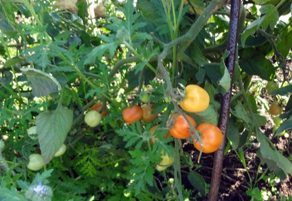 strawberry cherry tomato in the garden