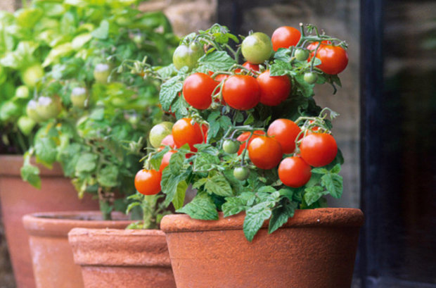 tomates en maceta