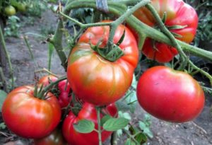 Ciri-ciri dan keterangan pelbagai tomato Gula Nastasya, hasilnya