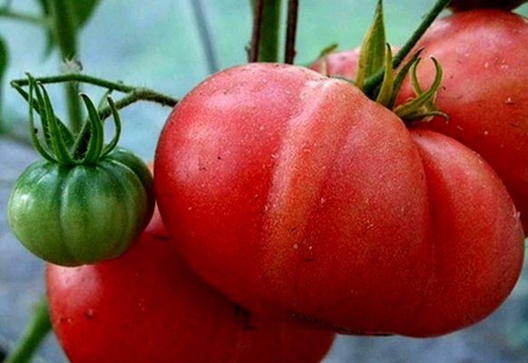 tomate géante rouge dans le jardin