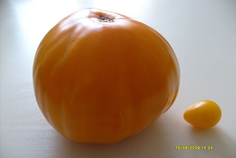 aparición de tomate gigante de miel