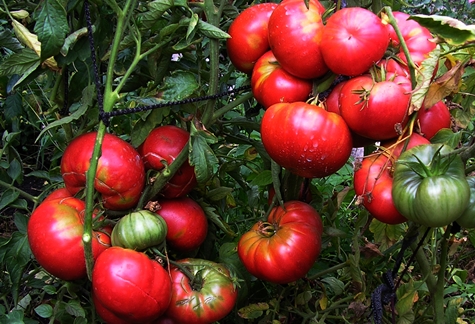 tomato bushes mammoth in the open field