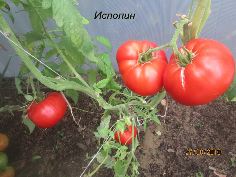 variété de tomate géante