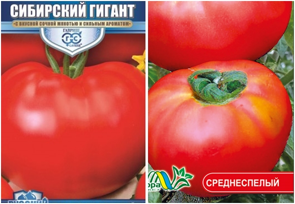 biji tomato gergasi siberia