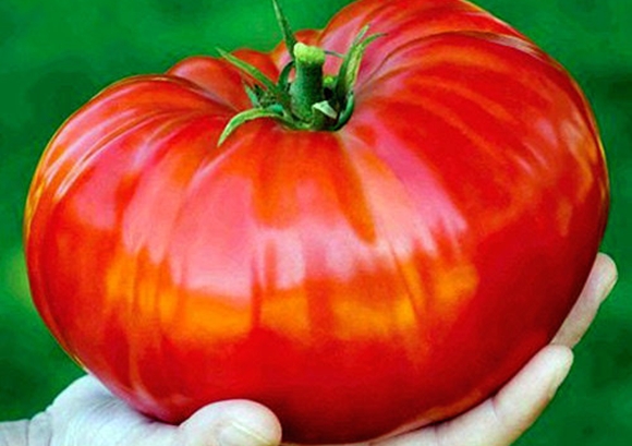 penampilan tomato Giant Siberia