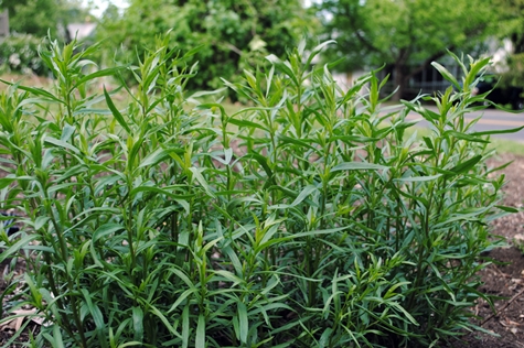 tarragon at home