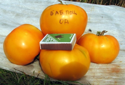 tomates beso de la abuela en la mesa