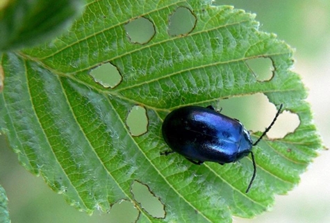 chrysomèle de la feuille de merde