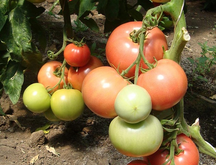 tomates ovaires