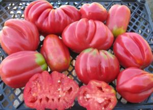 Characteristics and description of the tomato variety Pink fig, its yield