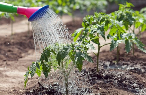 arrosage des buissons de tomates