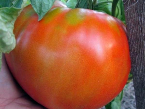 kemunculan tomato Raja Giants