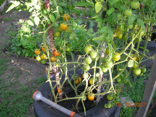 growing tomato