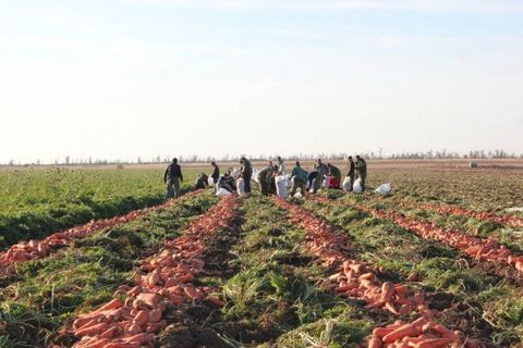 harvesting carrots