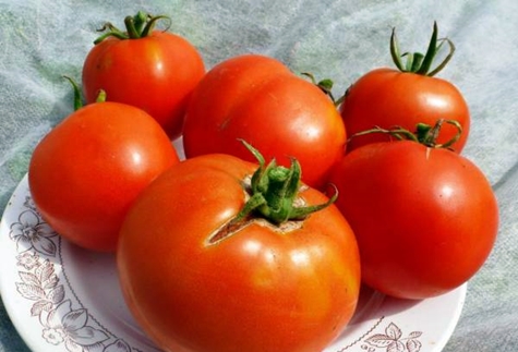 tomato labrador di atas pinggan