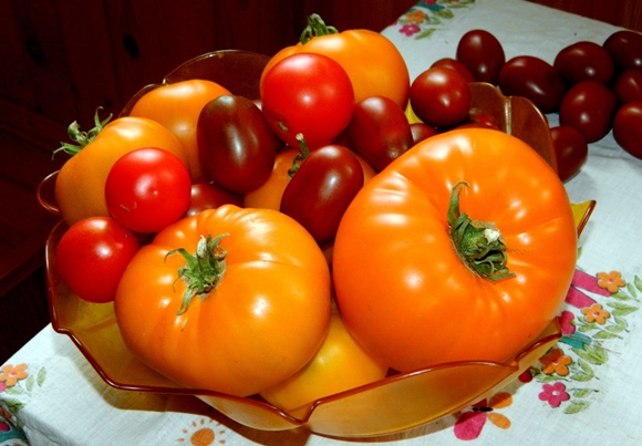 tomate orange géante