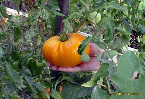 arbustos de tomate gigante naranja