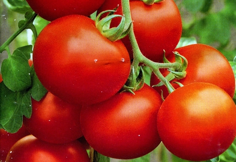 Tomate polaire à maturation précoce en plein champ