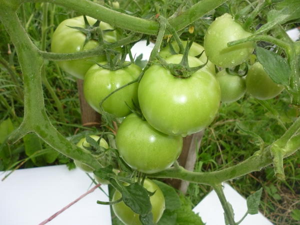 growing tomato